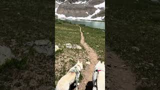 #hike #lake ann #colorado #grateful #itsahuskything #doglife #oskar #rosey #inuk