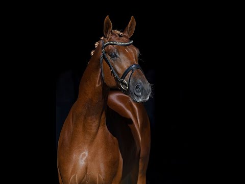 Kat. Nr. 28 Trakehner Hengstmarkt - Hengst "Karim dorè" von Perpignan Noir - Insterburg *2017