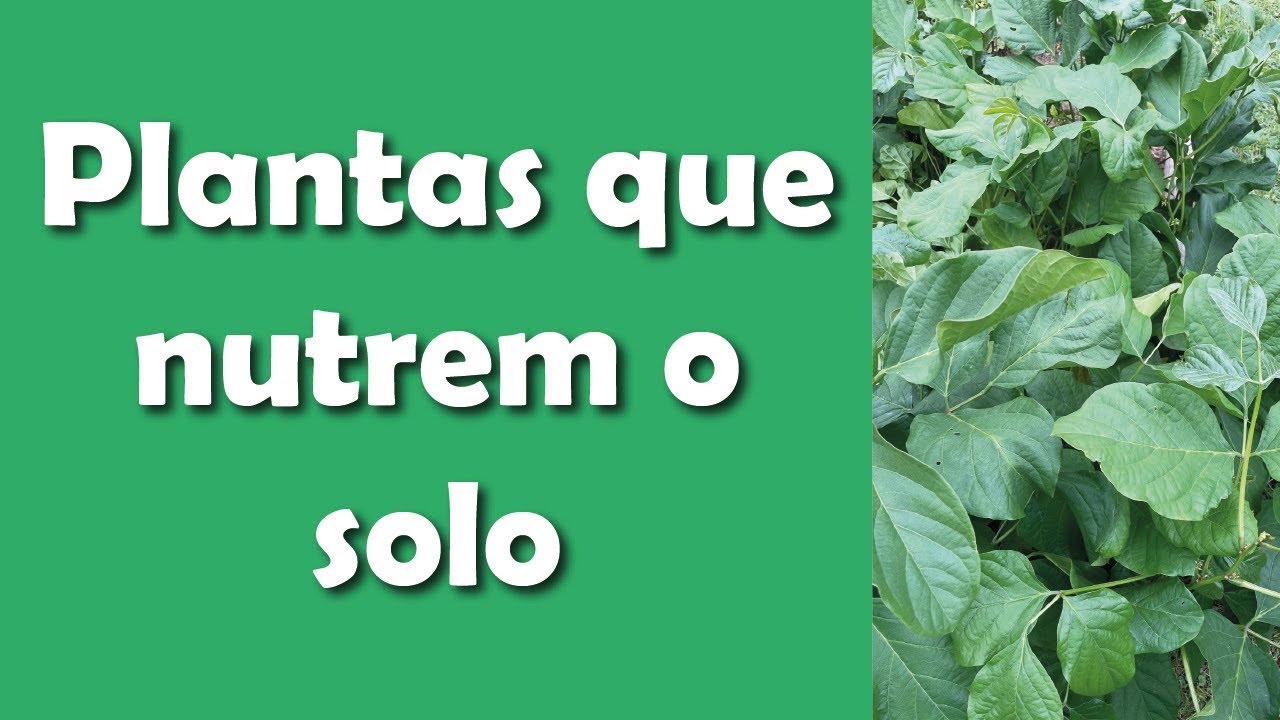 Plantas que nutrem o solo
