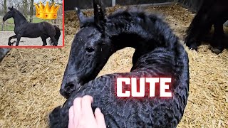 Cute filly! | Frisky Queen👑Uniek | Riding lessons with Reintje & Gea | Friesian Horses