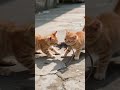 Relax This Is Mine I Caught It First Cat Mouse Shorts