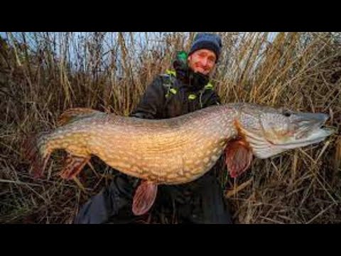 Rybí svět Jakuba Vágnera-ŠTIKA na rybičku a odchov štiky