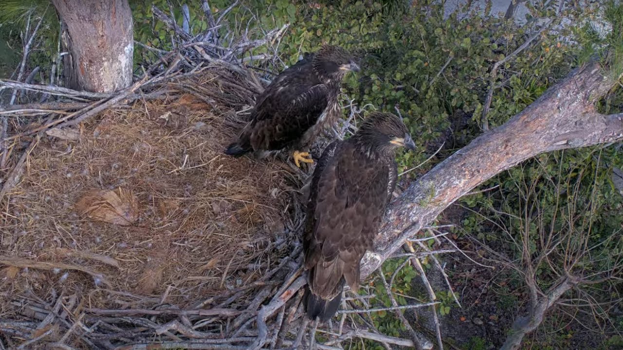 2 Eaglets Dasher & Dancer | Chat Enabled | Captiva Eagle Cam  | Connie & Clive | 4K PTZ