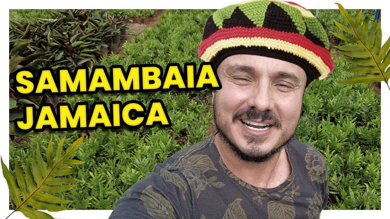 SAMAMBAIA JAMAICA - Dicas e como cuidar