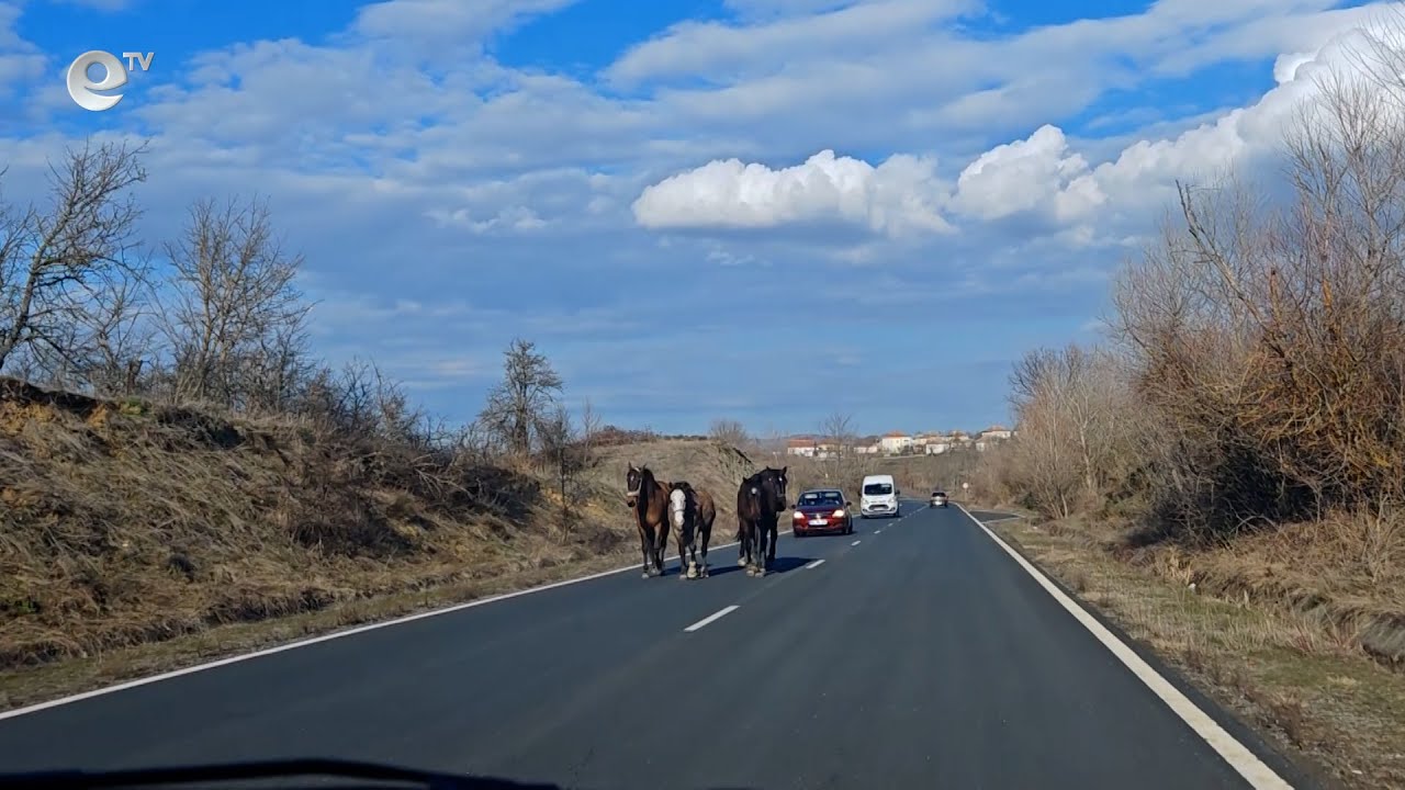 22 произшествията с животни са станали по пътищата в област Кърджали през 2024-та година