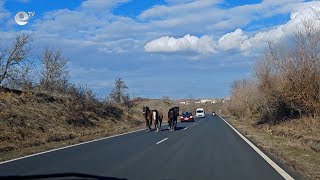 22 произшествията с животни са станали по пътищата в област Кърджали през 2024-та година