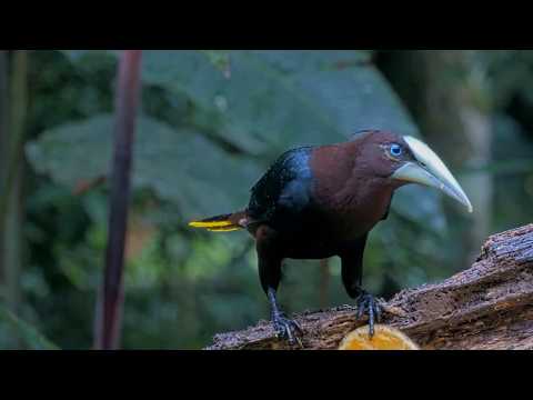 Massive Casque of Oropendola in Full View | October 11, 2025