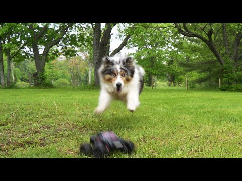 Dog Update - What's Happened And How They Are Doing