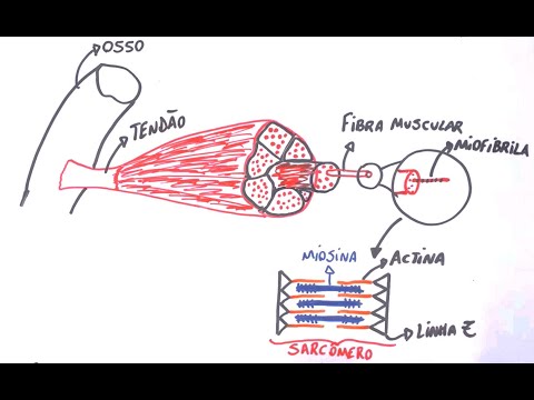 Contração Muscular - Resumo Professor Gustavo Schmidt
