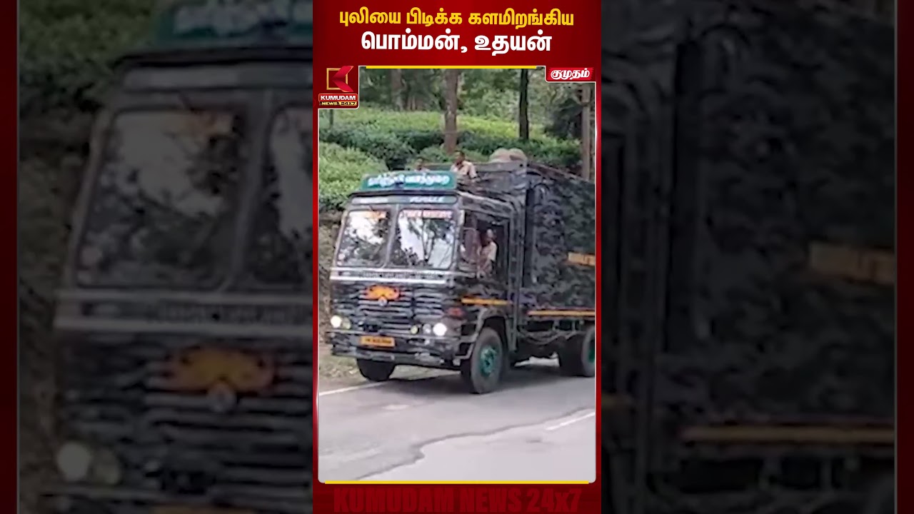 புலியை பிடிக்க களமிறங்கிய பொம்மன், உதயன் |Gudalur | Tiger Attack |Nilgiris |Kumki Elephants #shorts