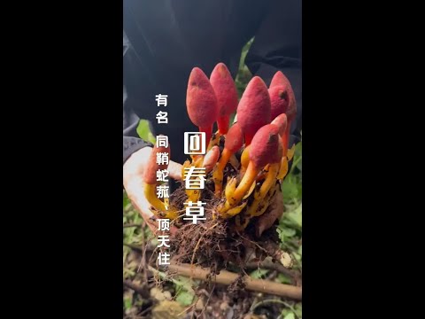 #滇西小王子 #云南山货 #我的乡村生活 #文王一支笔 回春草的学名也叫文王一支笔、筒鞘蛇菰，是一种寄生草本植物