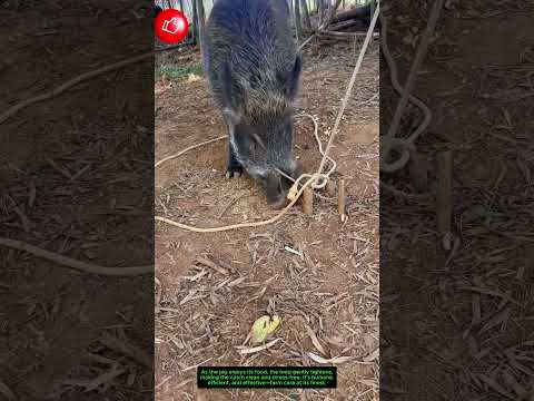 Loop Trap Logic: Feeding Turns Into Catching! 🐖🔄