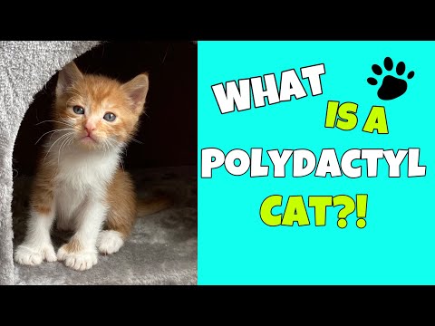 What is a Polydactyl Cat?