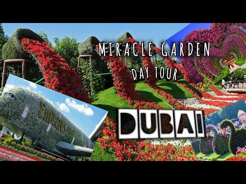 #Travelman #Videos #Dubai                  Miracle Garden day Tour | United Arab Emirates -UAE😘