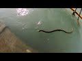 Haridwar King Cobra Snake Ganga Har Ki Pauri Per Dikha Snake गंगा में दिखा स