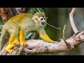 Fascinating Facts About Squirrel Monkeys Nature S Playful Pranksters