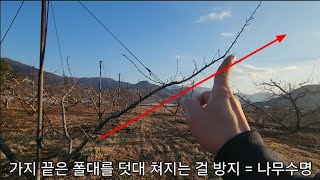 대과 수확! 나무 수명 늘이는 농법!  복숭아나무 겨울 전지전정  도장지로 결과지유도방법