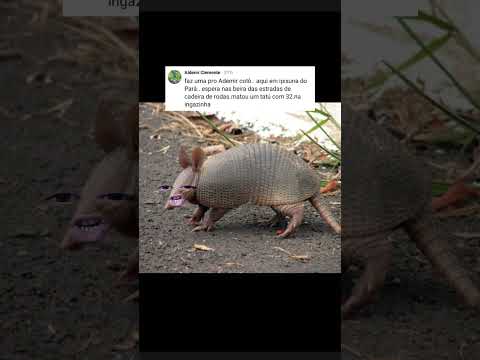 Para o amigo Ademir em Ipixuna do Pará