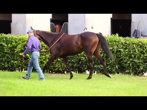 The 2022 Arc Sale - Lot 12 SIRIUS (ECTOT x ACROSS THE SKY)