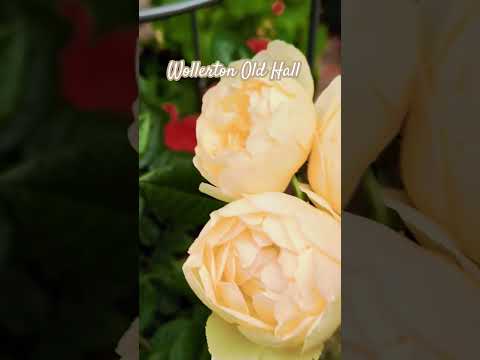 園芸 変化するチャイニーズローズ、バタフライローズ