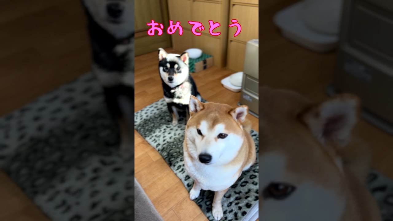 あけましておめでとうございます！　京の柴犬てん