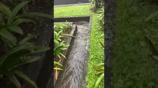 Download lagu VILLA MURAH STRATEGIS DISISI JALAN RAYA CIBEREUM CISARUA PUNCAK BOGOR mp3 Download lagu VILLA MURAH STRATEGIS DISISI JALAN RAYA CIBEREUM CISARUA PUNCAK BOGOR mp3