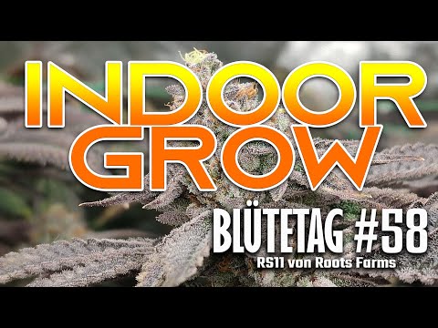 BLÜTETAG #58 [INDOOR SCROG GROW] RS11