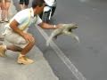 Sloth Crossing a Street