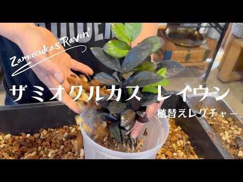 園芸 ジェイムソンのストレプトゾレン、オレンジブロワリア