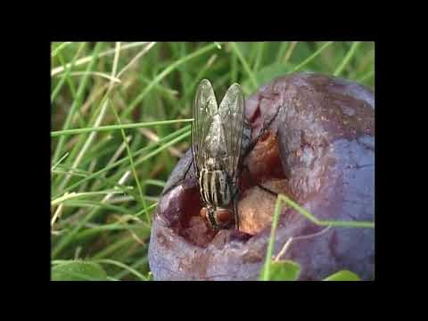 I småkrypsland, Avsnitt 04, Plommon är gott