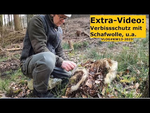 Waldbauerbericht: Begehung der Pflanzungen, Verbissschutz mit Schafwolle