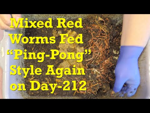 "Ping-pong"-fed 212-day mixed red worms checked on after 15 days - vermicompost