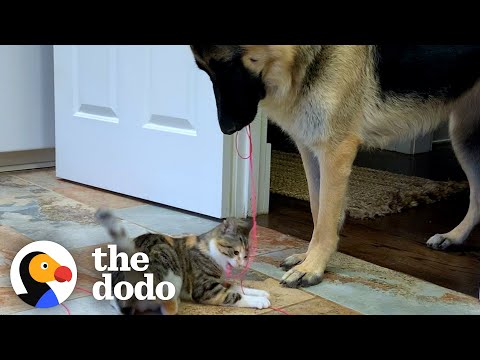 This German Shepherd Loves Doing House Chores!