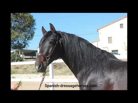 Quality PRE stallion for dressage & leisure