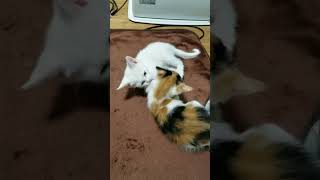 ミーちゃん