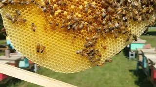 Beekeeping ways of saving time money with old frames