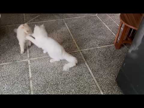 Cat’s playing 🐾♥️