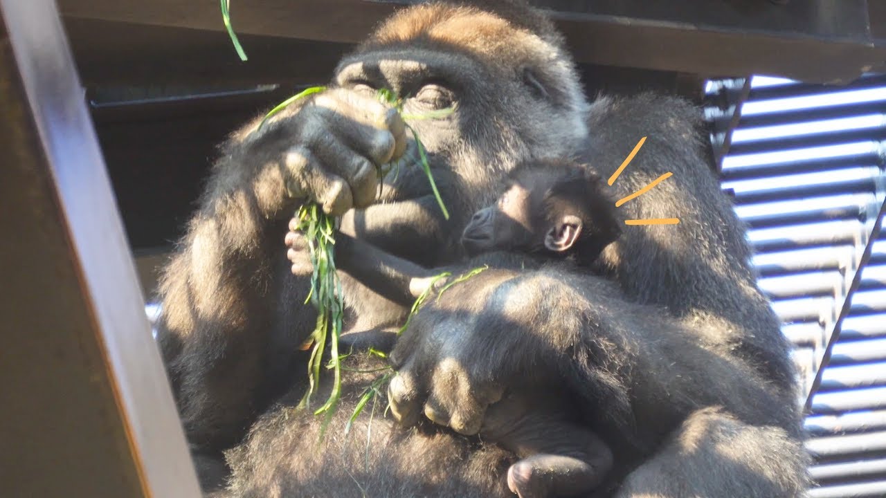 Baby Gorilla Curious About What Mom Is Eating | Kyoto City Zoo