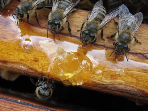 ВЕСЕННЯЯ ПОДКОРМКА ПЧЕЛ. (SPRING FEEDING OF THE BEES.)