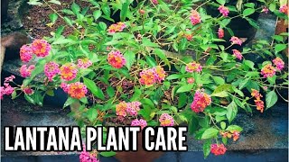 Lantana plant care | Growing lantana plants | lantana plant