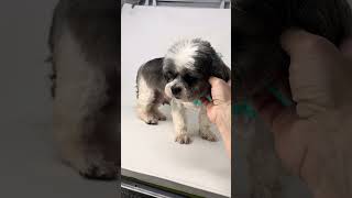 Video preview image #1 Shih Tzu Puppy For Sale in Benton, LA, USA