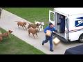 Delivery Drivers Vs Animals When Things Go Wrong