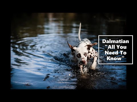 Dalmatian (All You Need To Know)