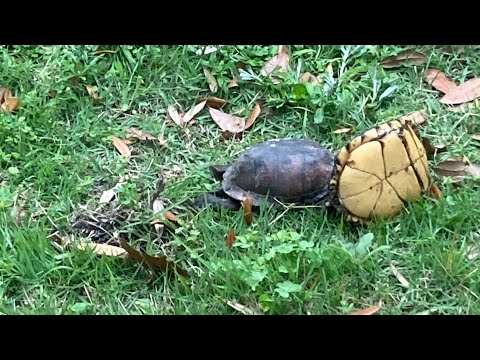 PART 2 OF ANIMAL KINGDOM MYSTERY SNEAKY PEAKY FLIPPING YELLOW BOTTOM TO MATE OR MURD£R? WATCH TL END