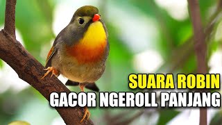 Download lagu KICAU BURUNG ROBIN GACOR NGEROLL PANJANG SUARA KERAS DI KANDANG AVIARY SEDERHANA mp3