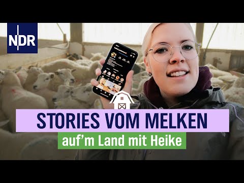 Melken am Morgen, viel Arbeit in Galmsbüll | NDR