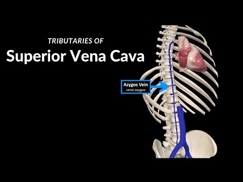 Superior Vena Cava Tributaries (Azygos, Hemiazygos, Brachiocephalic) - Anatomy