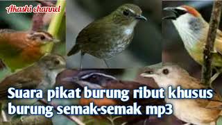 Download lagu suara pikat burung semak-semak/rungkun hutan mp3 mp3