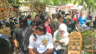 Download lagu PASAR AYAM PLERED ( PASAR BURUNG TRADISIONAL PLERED -CIREBON ) LENGKAP mp3 Download lagu PASAR AYAM PLERED ( PASAR BURUNG TRADISIONAL PLERED -CIREBON ) LENGKAP mp3