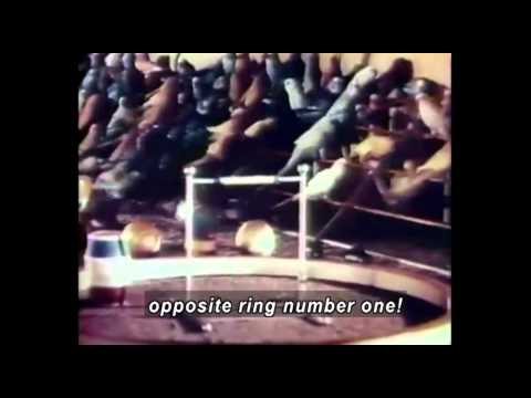 BILL AND COO (1947) - Full Movie - Captioned